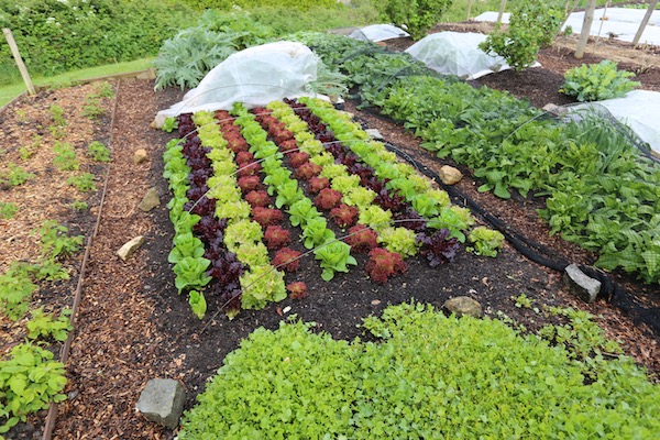Lettuce before first leaf pick