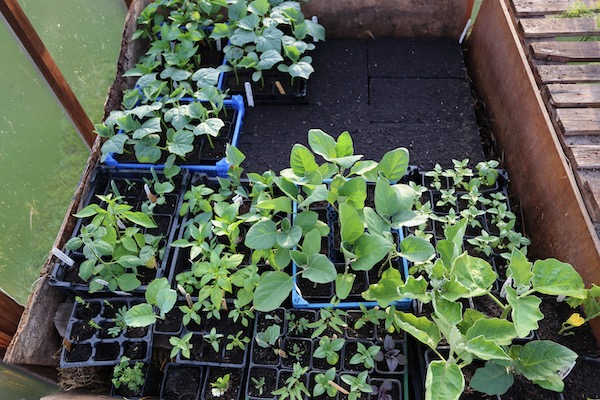 Greenhouse propagation hotbed 10th May