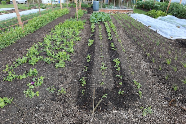 After sowing and watering