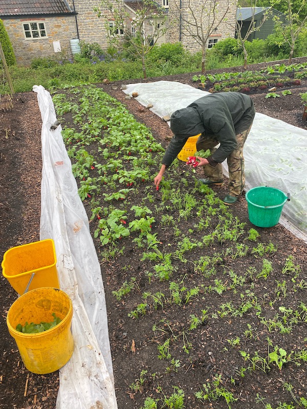Pulling intersown radish