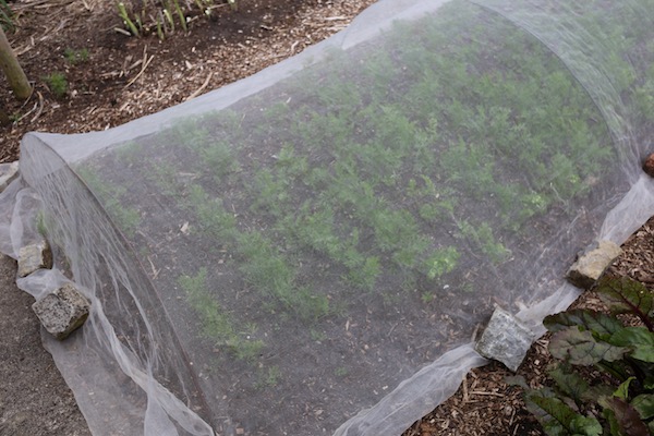 Carrots covered with mesh against insects and rabbits