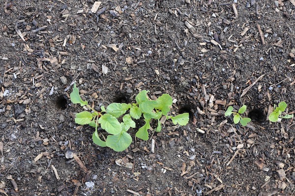 holes dibbed for parsnip seed