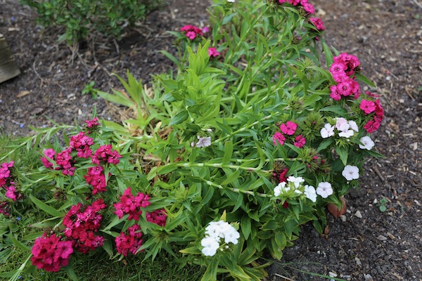 Sweet William survived since last summer