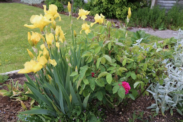 Perennial iris and Rosa de Hecht