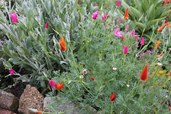 Escholzia or California poppy