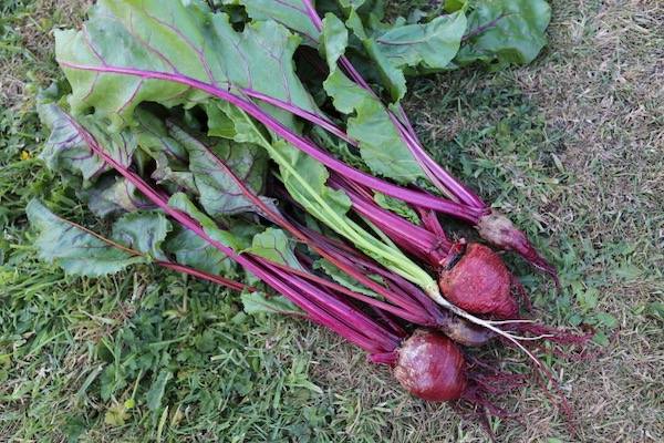 Variable roots of beetroots same seed packet