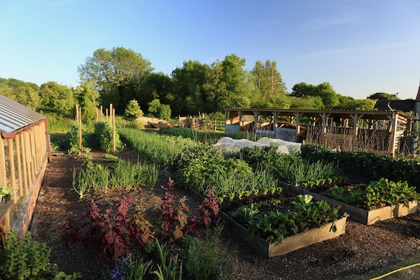 Homeacres no dig garden