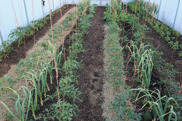 Trialling mulches of seaweed and miscanthus