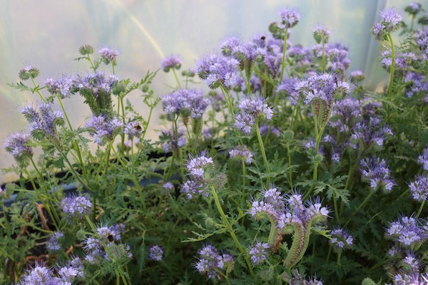 Phacelia flowers with many bees