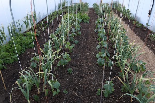 polytunnel cucumbers and mulch
