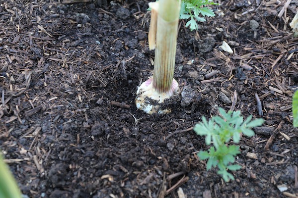 Polytunnel garlic swelling