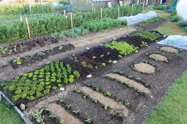 Planting after frost of summer beans