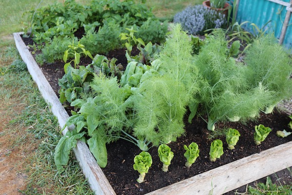 Companion planting with fennel