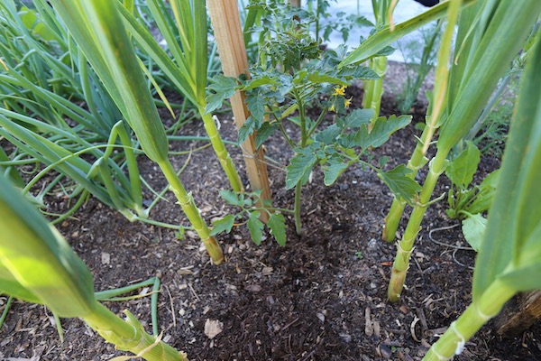 Garlic with tomatoes interplanted