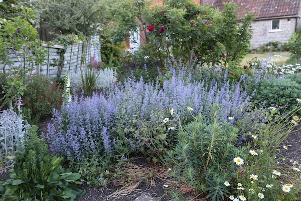 Homeacres catmint in front garden