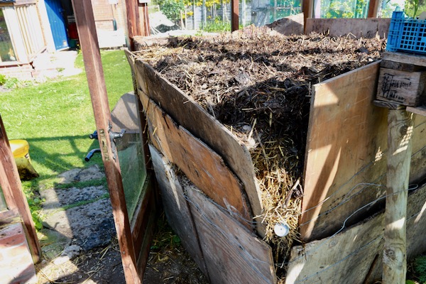 Hotbed five weeks ago, horse manure