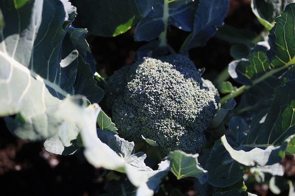 New heads of broccoli