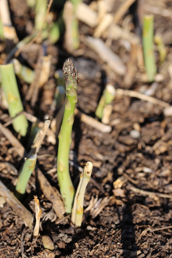 Asparagus beetles