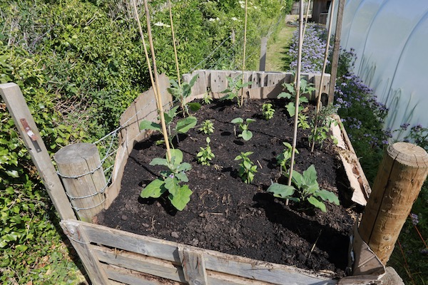New compost heap bed now planted