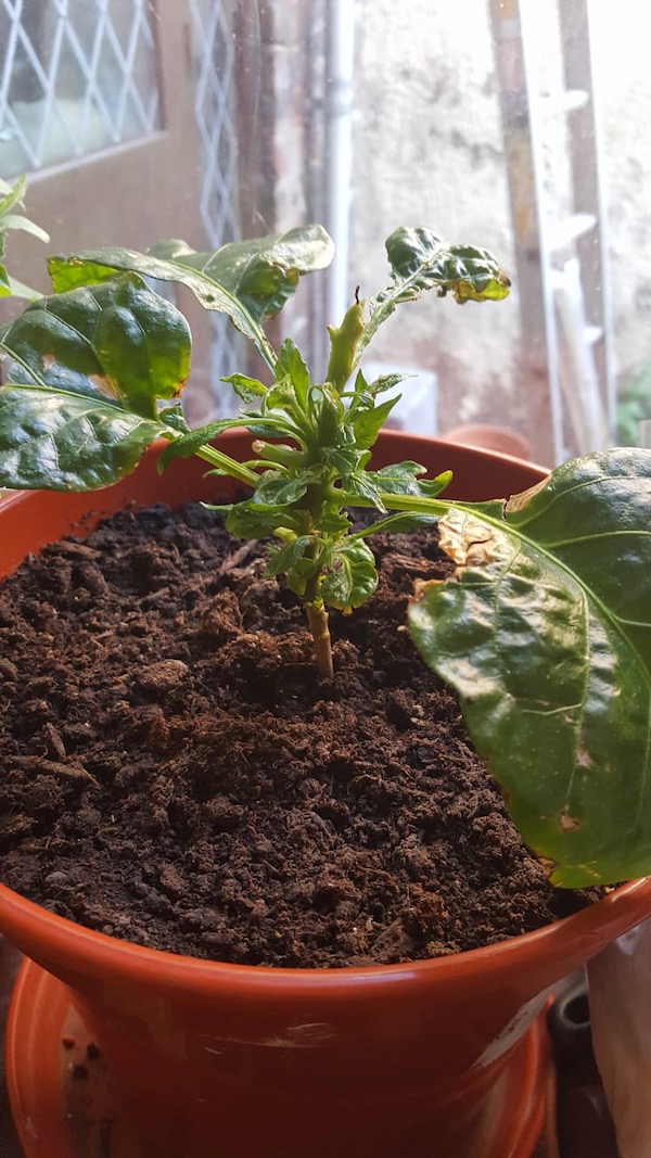 Aminpyralid poisoning Westland compost 1