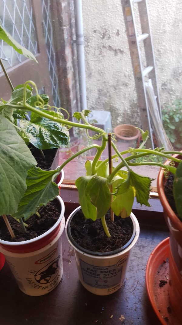 Aminpyralid poisoning Westland compost 2