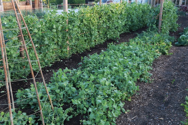 Peas for different uses