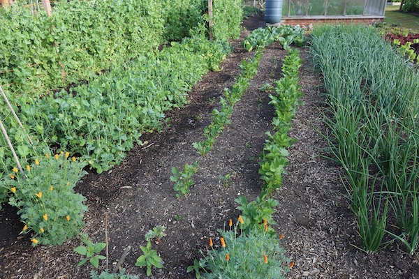 Peas, parsnips and onions