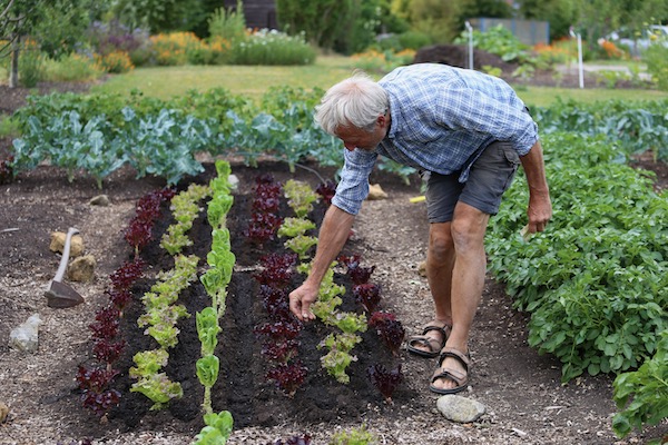 Charles sows carrots between lettuce