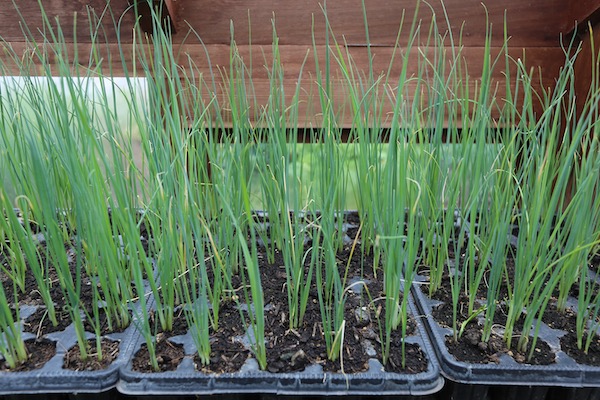 Multi sown leeks in modules