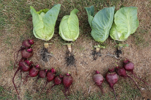 Comparing root development, dig and no dig