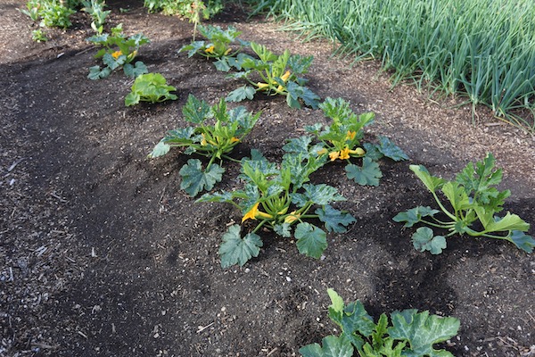 Your courgette plants and flowers