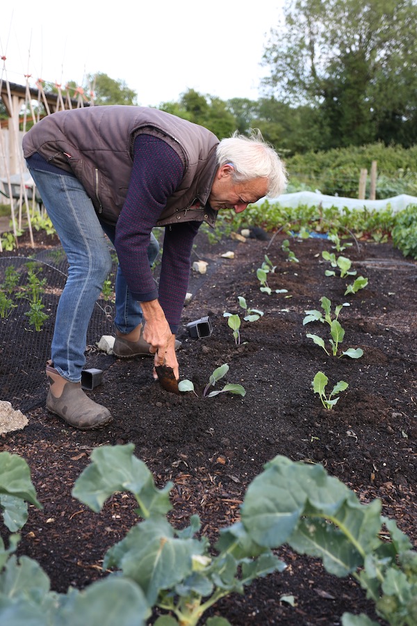 Planting Filderkraut cabbage after broad beans