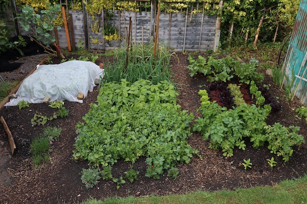 Small garden early summer