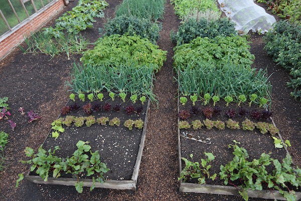 Dig and no dig beds 12th June