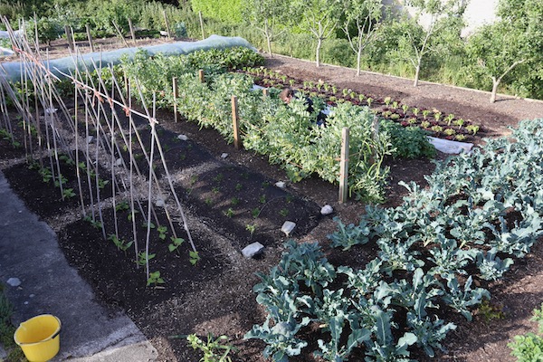 4th June three strip trial area