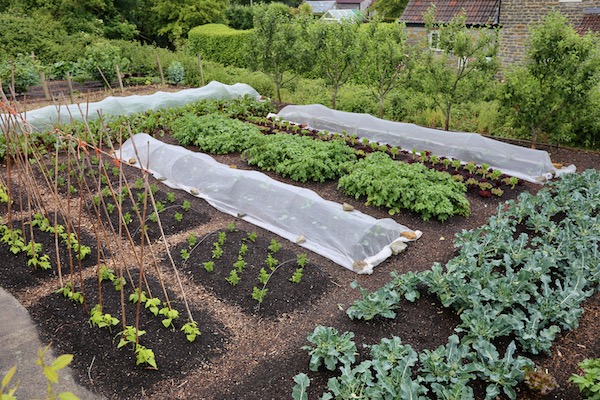 12th June same view and new plantings