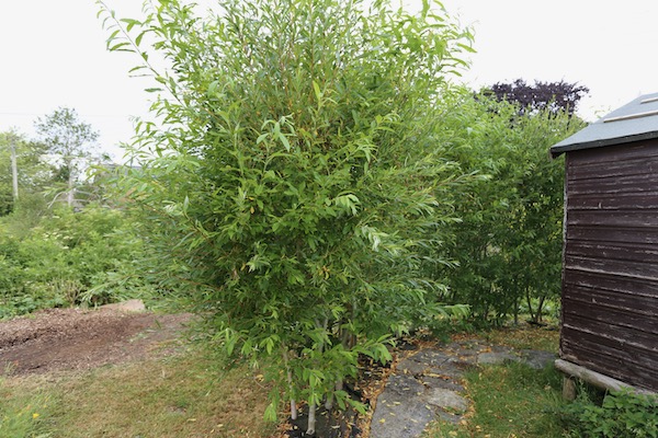 Willow hedge before pruning early June