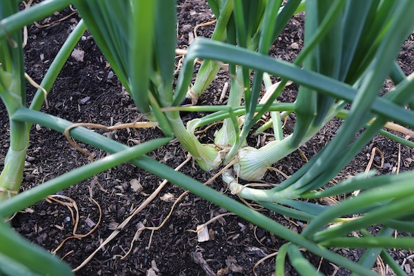 Overwintered onions now bulbing