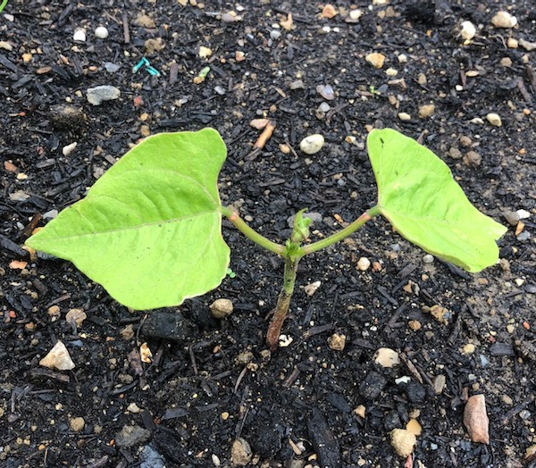 Poisoned French bean plant after 31 days