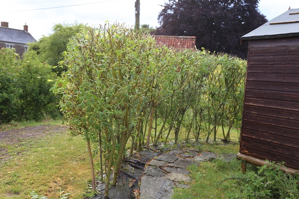 Willow hedge after pruning early June