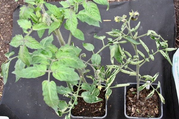 Normal tomato left and contaminated compost on right