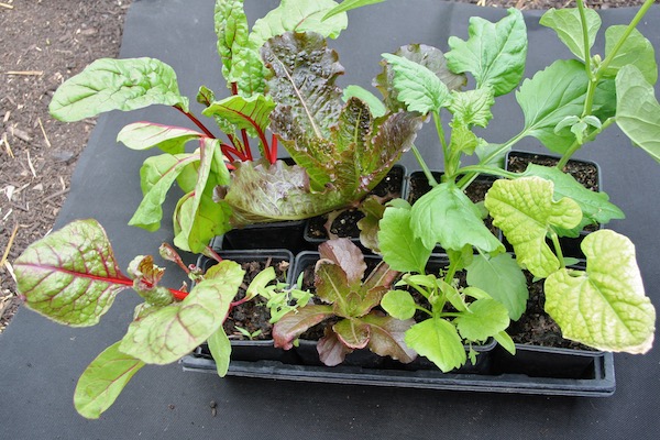 Top in normal compost, bottom in contaminated