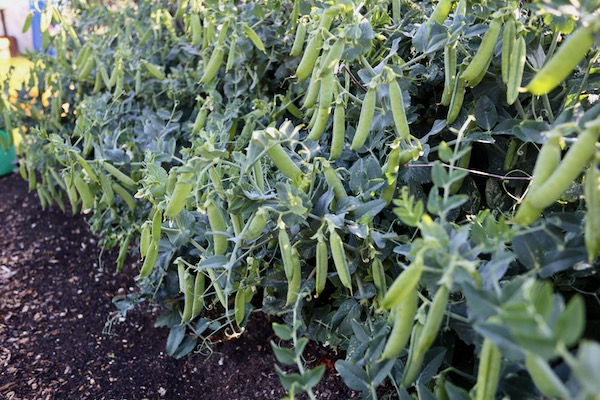 Peas ready Starlight