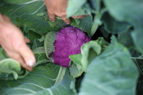 Purple cauliflower