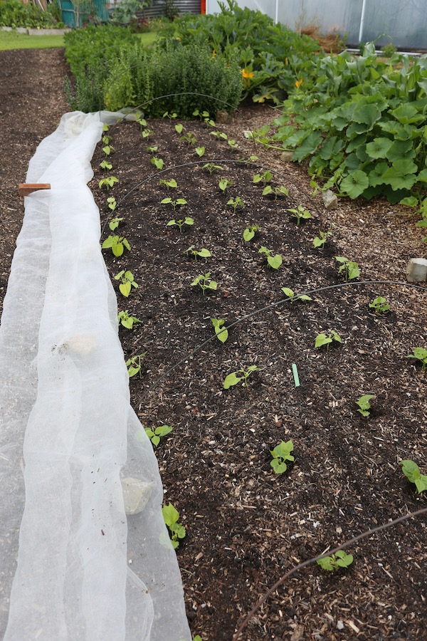 Same plants ten days later