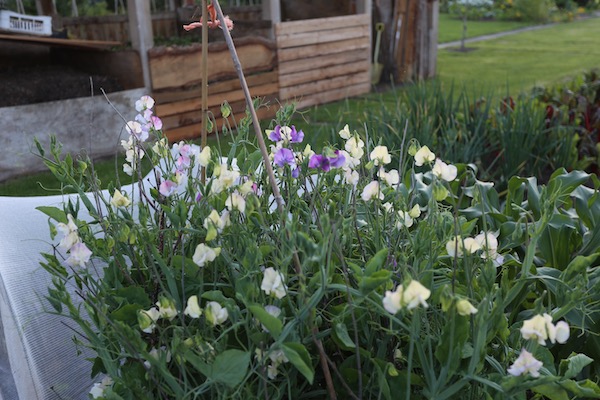 Sweet peas no dig
