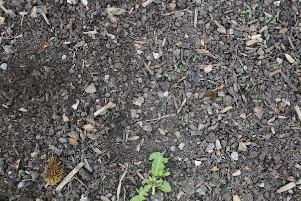 No dig shallow hoeing