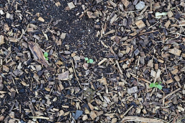 Dandelion seedlings in path
