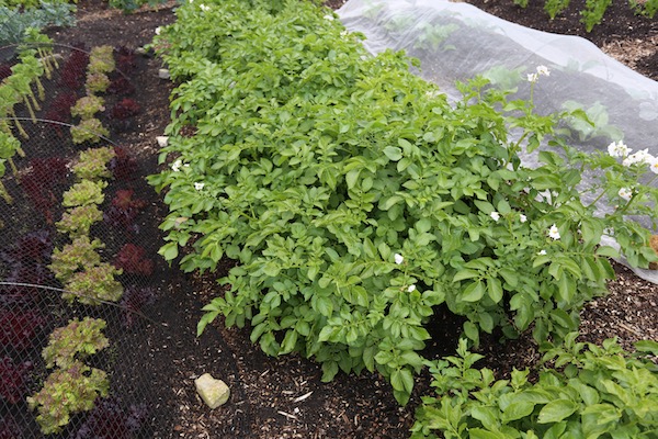 Charlotte potatoes flowering soon ready