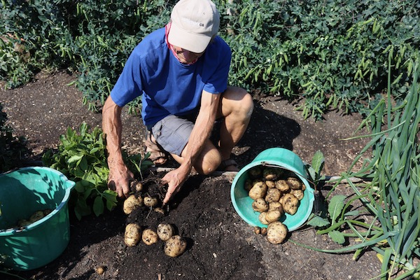 Charles gathering Casablanca potatoes